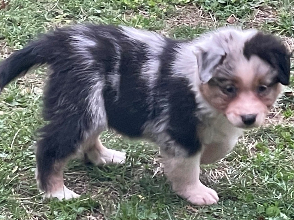 Marie Ange De Almeida Santos - Chiots disponibles - Berger Australien