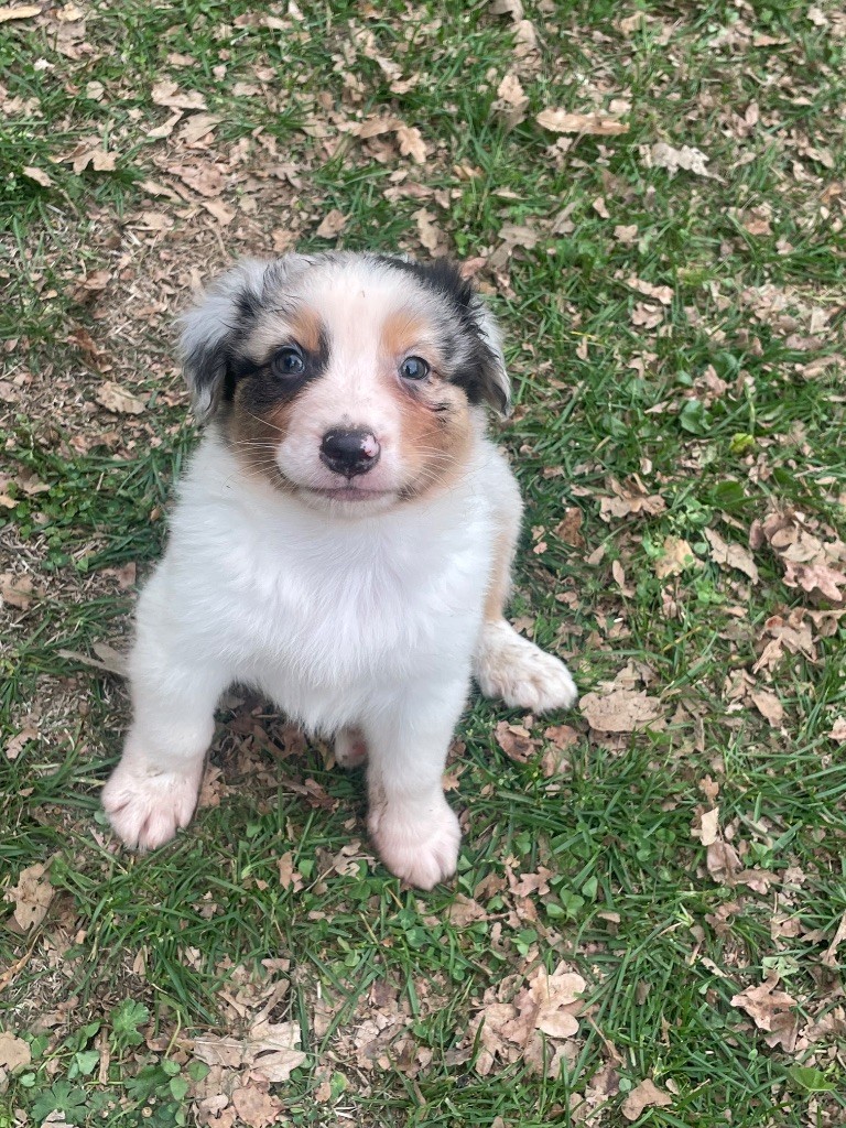 Marie Ange De Almeida Santos - Chiots disponibles - Berger Australien