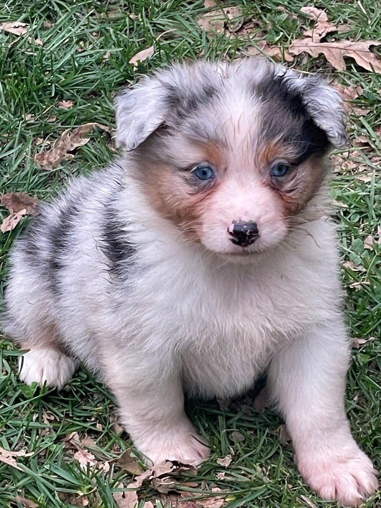 Marie Ange De Almeida Santos - Chiots disponibles - Berger Australien