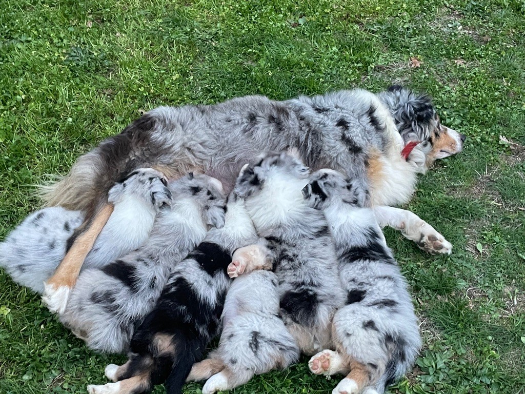 Chiot Berger Australien Marie Ange De Almeida Santos